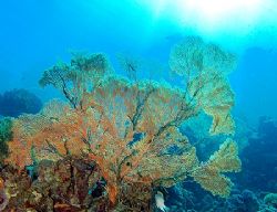 Huge fan taken at Quays dive site with E300 by Nikki Van Veelen 